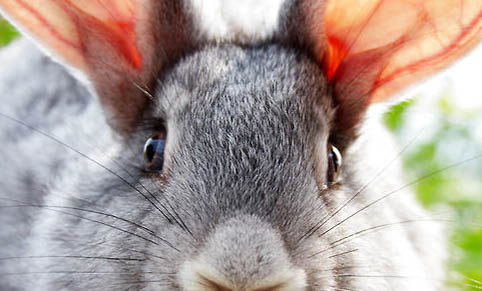 兔子的耳朵怎样辨别公母