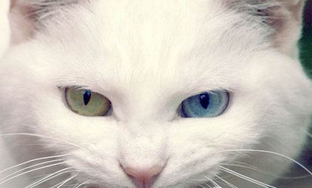 猫咪多久驱虫一次体内体外