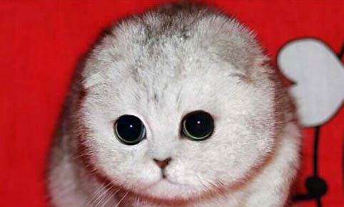 为什么折耳猫不能养