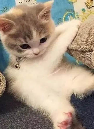 小奶猫呕吐的原因及处理方法