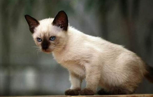 暹罗猫的寿命有多长？