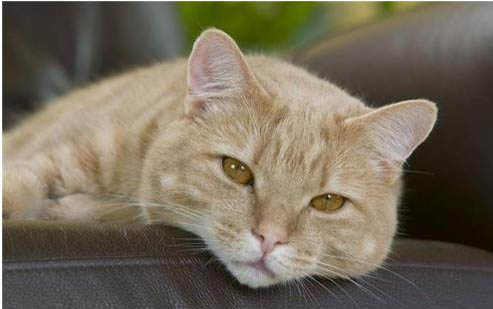 小猫感冒了能自愈吗