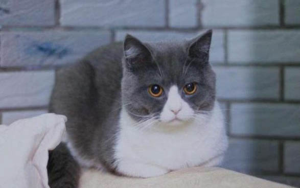 请问猫咪呕吐的原因及处理方法?