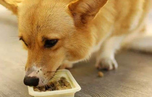 被幼犬咬了需要打针吗