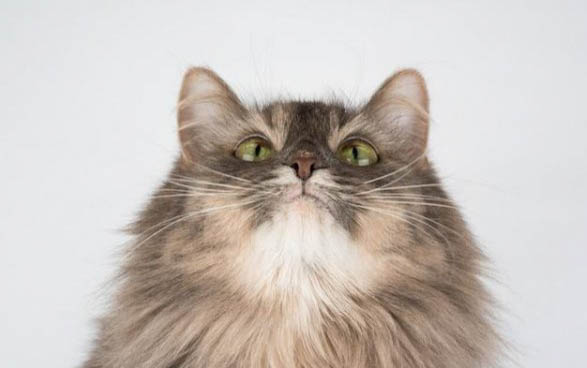 猫能不能吃开心果壳