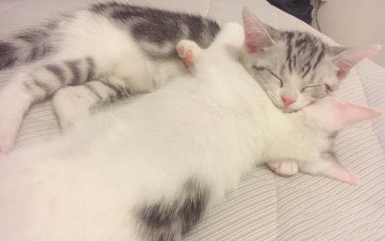 猫咪多大绝育好