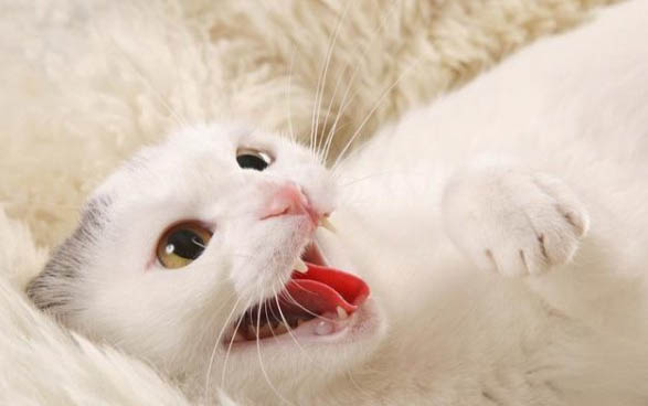 猫咪应激反应有哪些症状？