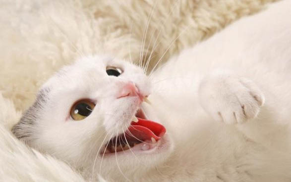 猫呕吐不吃饭能自愈吗