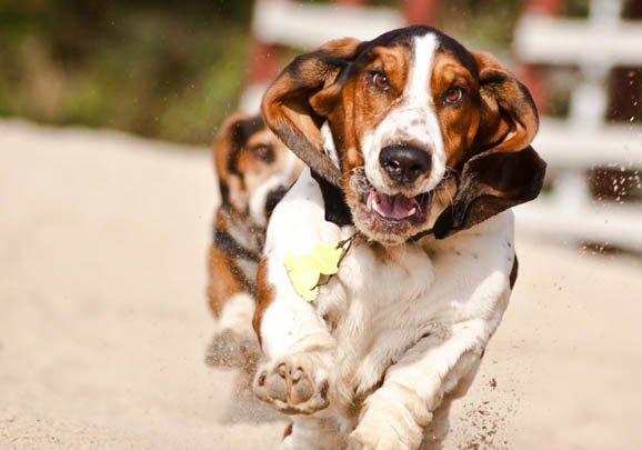 比格犬和巴吉度哪个好