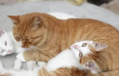 母猫绝育后多久可以吃东西了