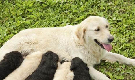 狗狗球虫吃药会多久好