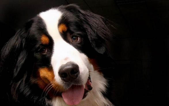 史宾格幼犬喂养