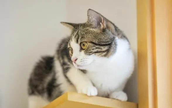 猫咪鼻子不通气像鼻塞一直打喷嚏