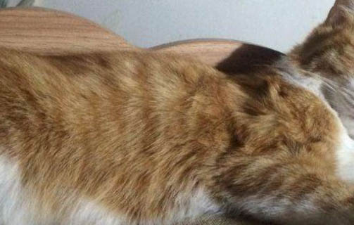 猫粮过期两个月还能吃吗