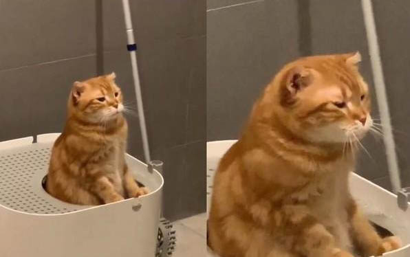 小猫拉屎臭是什么原因?