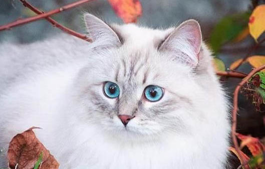 养猫不能种哪些花啊