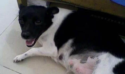 母犬子宫脱出原因及处理方法