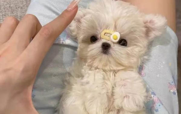 狗细小犬瘟怎么测试