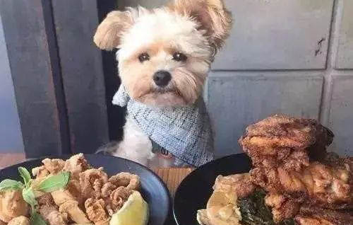犬瘟试纸使用方法