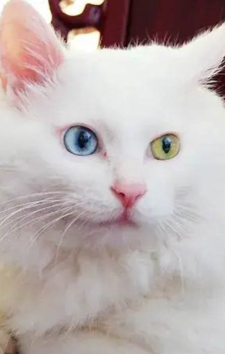 非洲狮子猫只尿不拉的原因及处理方法