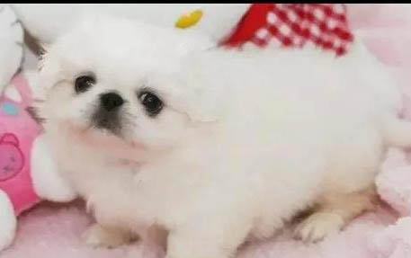 大狗如何配小狗的狗粮