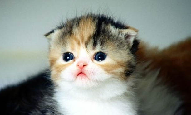 猫咪拉红色的粪便