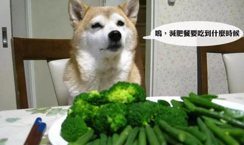为什么大狗狗喜欢舔人脸呢怎么回事