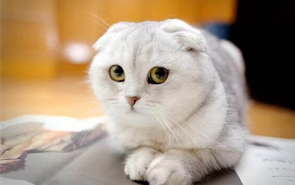 请问猫咪呕吐的原因及处理方法?