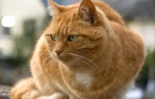 猫咪交配后为什么翻滚呢