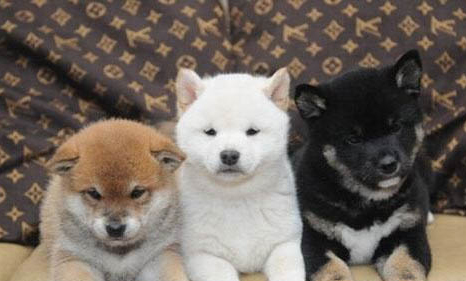 柴犬晕车多久能恢复