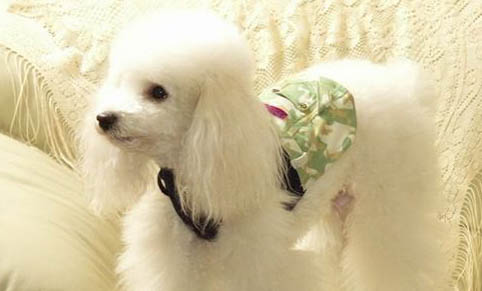 贵宾犬和雪纳瑞哪个好养