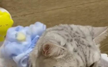 小猫需要磨牙棒吗