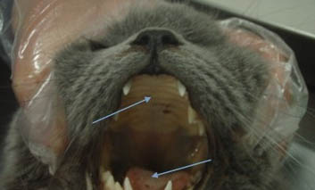 猫咪得猫口炎会自愈吗?