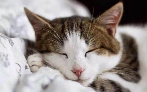 小猫吐白色泡沫粘液