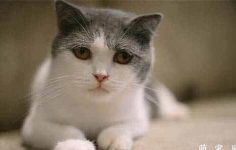 猫咪得猫瘟的症状有哪些？