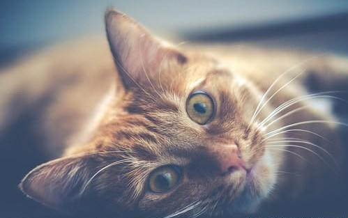 刚买的猫咪到家之后一直躲着不出来怎么办啊?