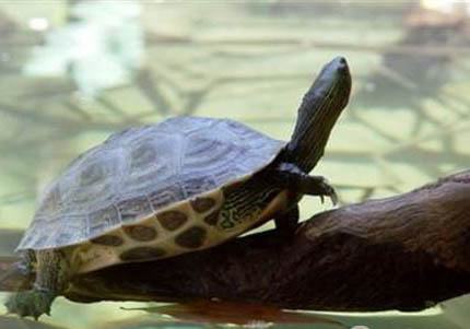 中华花龟的寿命多长