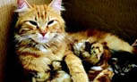 母猫哺乳期呕吐的原因及处理方法