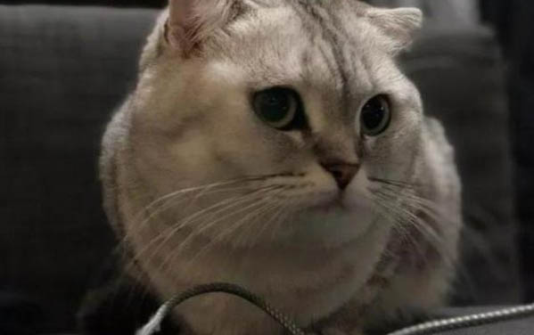 猫得了球虫有哪些症状