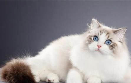猫腹水传染?
