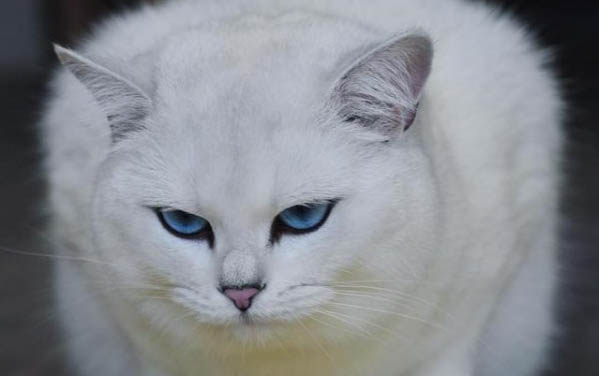 猫咪早上一直叫是为什么