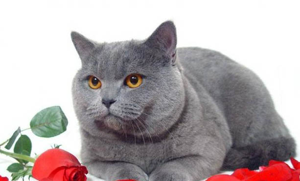 猫薄荷猫吸多少会致死