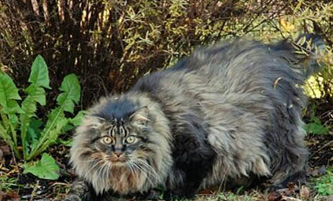 猫咪呕吐的原因有哪些