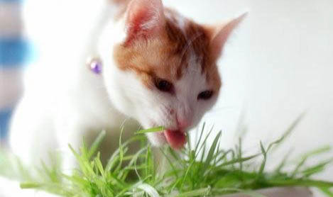 猫咪流口水是什么原因