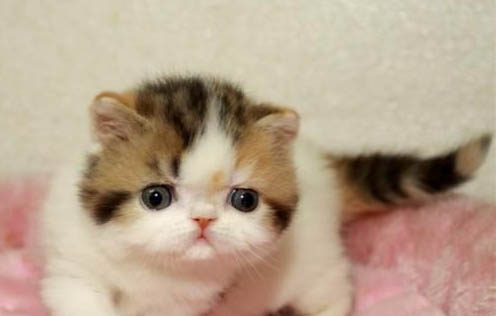 百合花对猫咪会不会产生影响