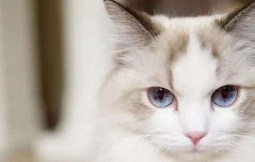 猫吐是因为什么原因呢