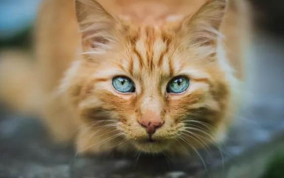 小猫咪便血的原因及处理方法