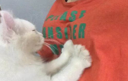 3个月大的猫咪流黄色的脓鼻涕吃什么药呢?