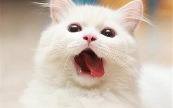 小猫感冒的症状是什么样的表现