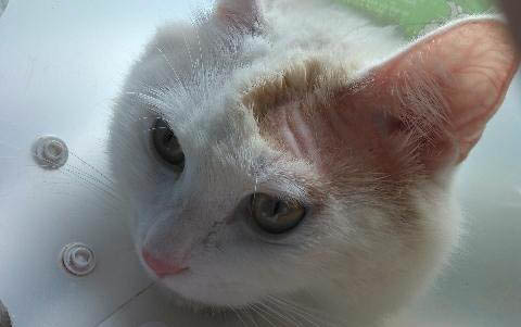 猫咪吃了罐头吐了是怎么回事